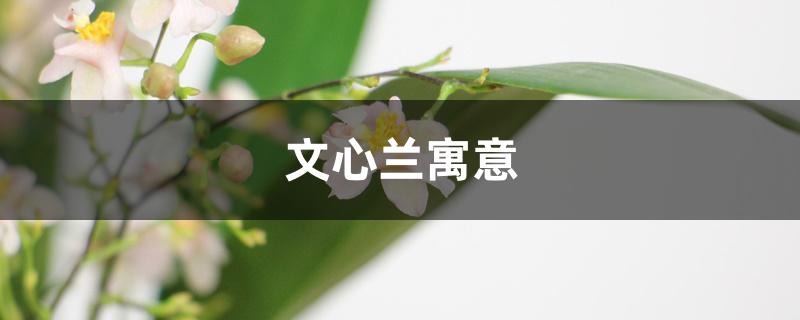 文心兰寓意 文心兰寓意