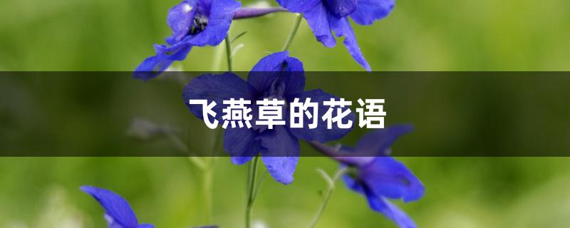 飞燕草的花语 飞燕草的花语