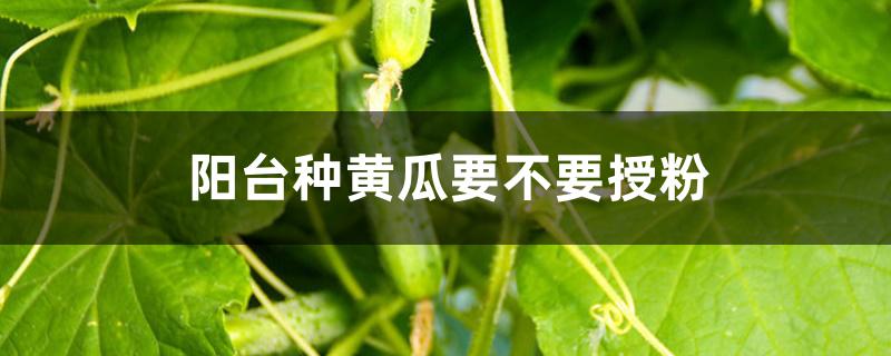 阳台种黄瓜要不要授粉 阳台种黄瓜要不要授粉