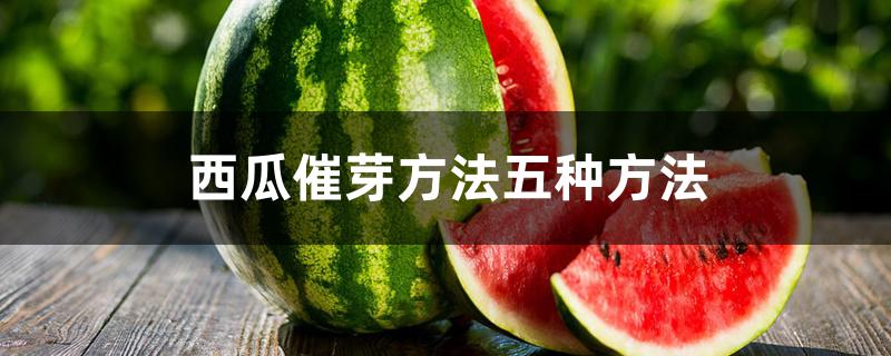 西瓜催芽方法五种方法 西瓜催芽方法五种方法