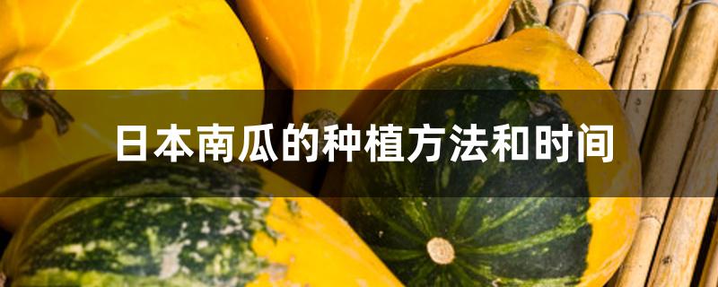 日本南瓜的种植方法和时间 日本南瓜的种植方法和时间
