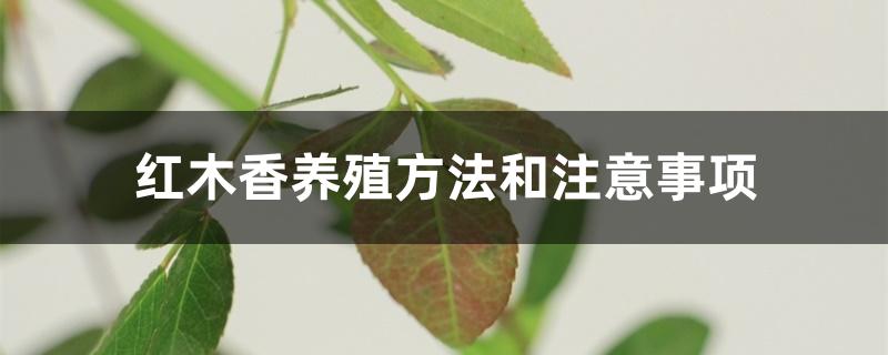 红木香养殖方法和注意事项 红木香养殖方法和注意事项