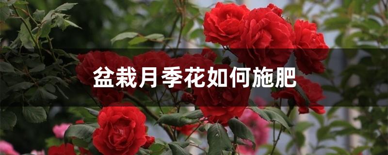 盆栽月季花如何施肥 盆栽月季花如何施肥