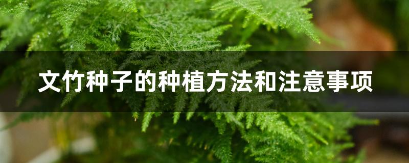 文竹种子的种植方法和注意事项 文竹种子的种植方法和注意事项