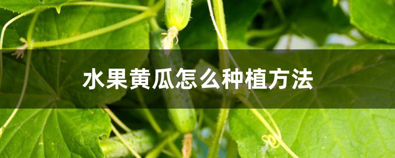 水果黄瓜怎么种植方法 水果黄瓜怎么种植方法