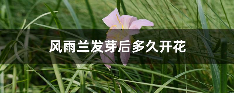 风雨兰发芽后多久开花 风雨兰发芽后多久开花