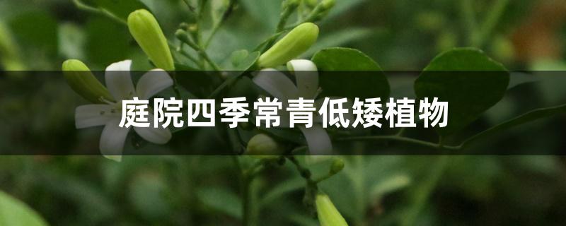 庭院四季常青低矮植物 庭院四季常青低矮植物