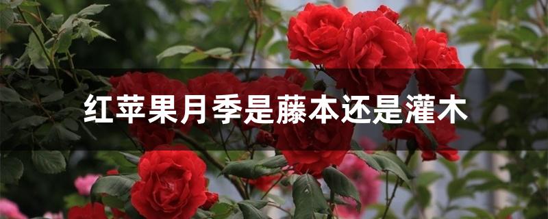 红苹果月季是藤本还是灌木 红苹果月季是藤本还是灌木