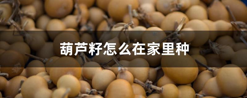 葫芦籽怎么在家里种 葫芦籽怎么在家里种