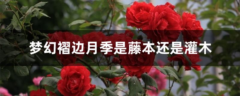 梦幻褶边月季是藤本还是灌木