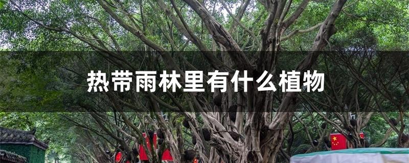 热带雨林里有什么植物 热带雨林里有什么植物