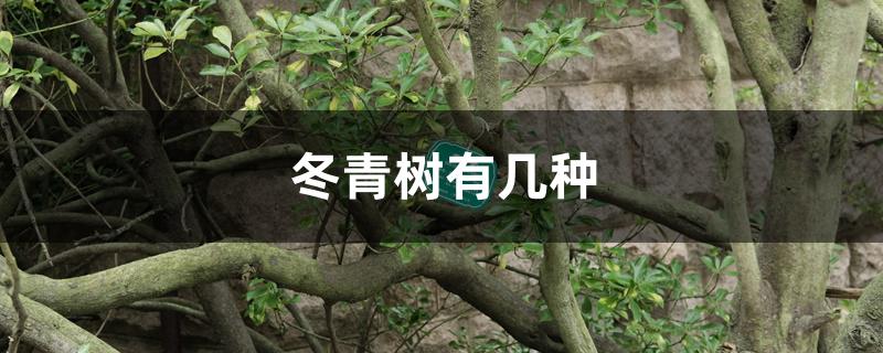 冬青树有几种 冬青树有几种