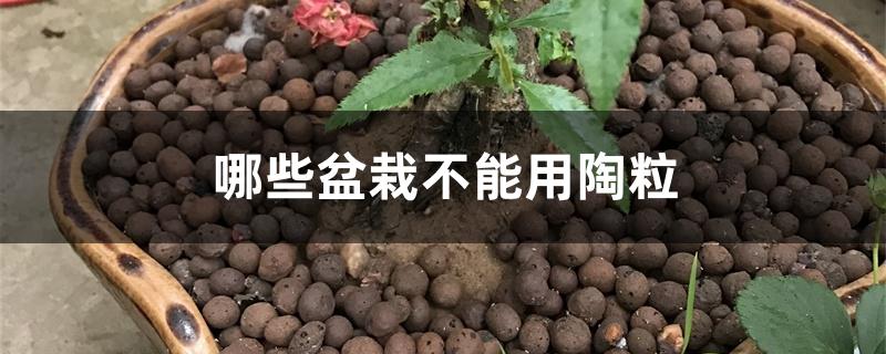 哪些盆栽不能用陶粒 哪些盆栽不能用陶粒
