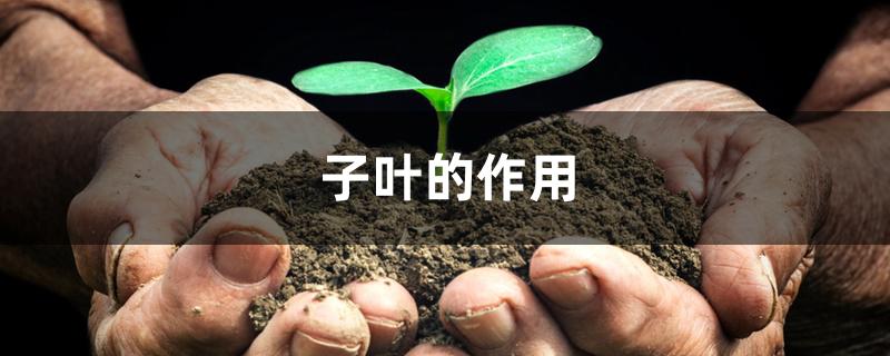 子叶的作用 子叶的作用