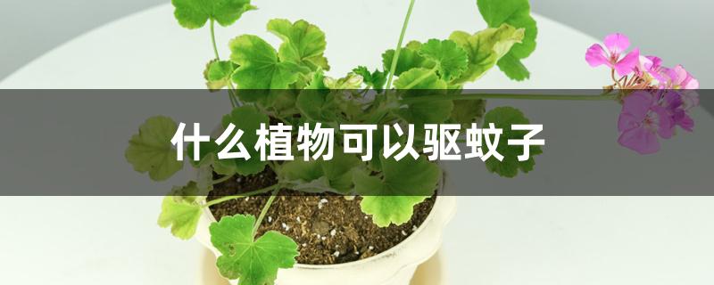 什么植物可以驱蚊子 什么植物可以驱蚊子