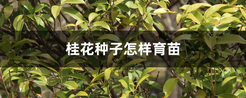 桂花种子怎样育苗