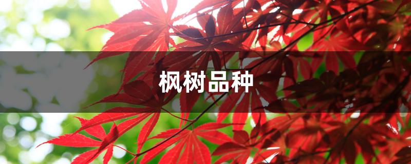 枫树品种 枫树品种