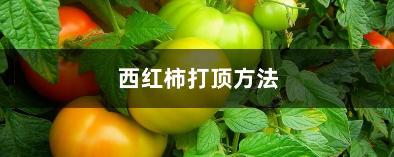 西红柿打顶方法 西红柿打顶方法