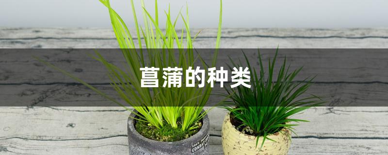 菖蒲的种类 菖蒲的种类