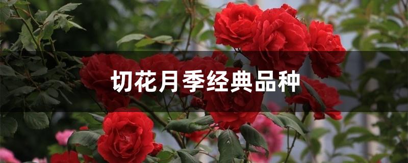 切花月季经典品种 切花月季经典品种