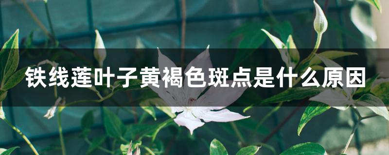 铁线莲叶子黄褐色斑点是什么原因
