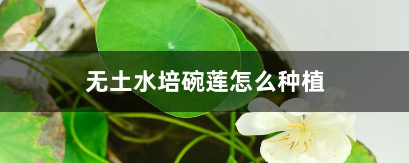 无土水培碗莲怎么种植 无土水培碗莲怎么种植