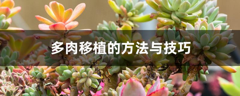 多肉移植的方法与技巧 多肉移植的方法与技巧
