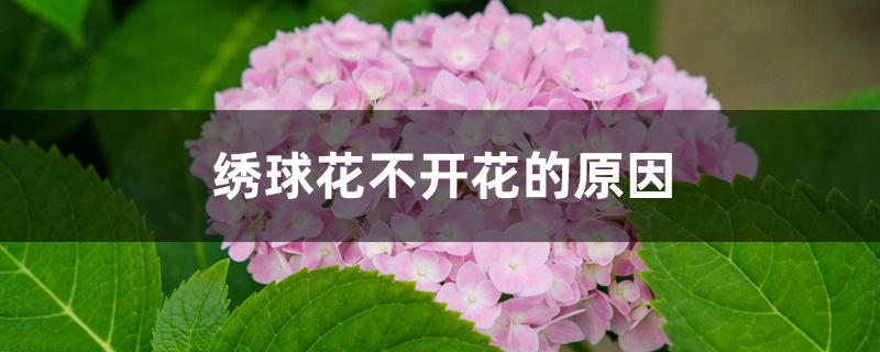 绣球花不开花的原因 绣球花不开花的原因