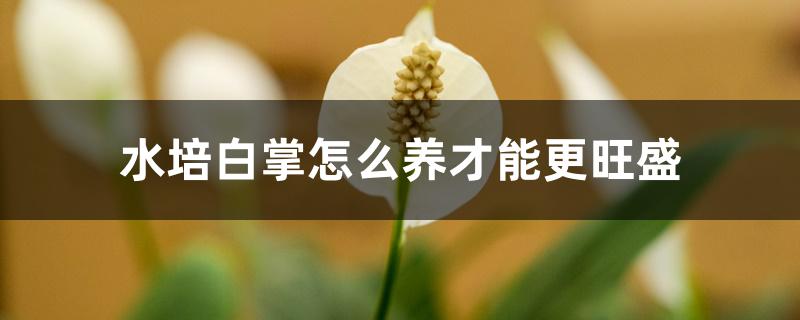 水培白掌怎么养才能更旺盛 水培白掌怎么养才能更旺盛