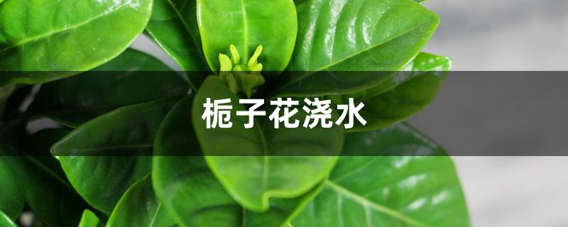栀子花浇水 栀子花浇水