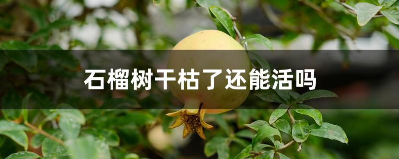 石榴树干枯了还能活吗 石榴树干枯了还能活吗