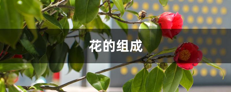 花的组成,花的各部分名称 花的组成,花的各部分名称
