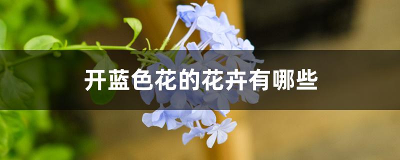 开蓝色花的花卉有哪些 开蓝色花的花卉有哪些