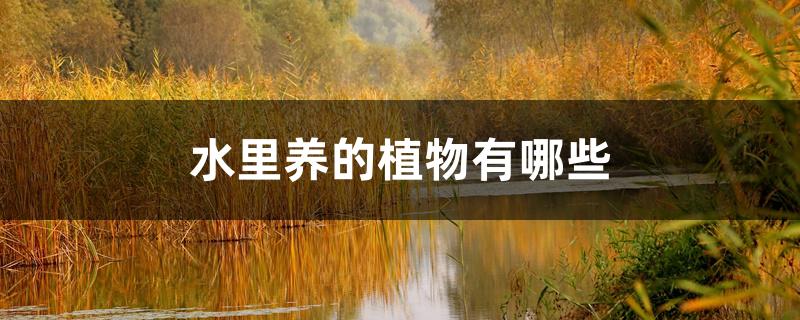 水里养的植物有哪些 水里养的植物有哪些