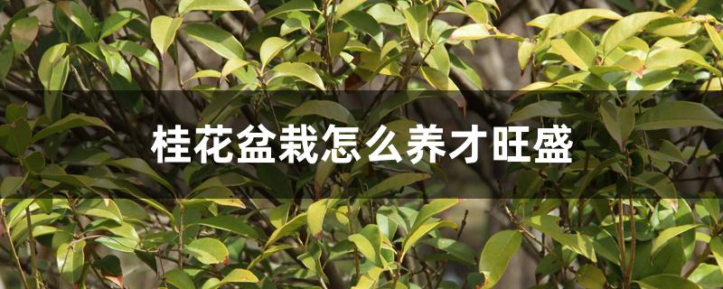 桂花盆栽怎么养才旺盛 桂花盆栽怎么养才旺盛
