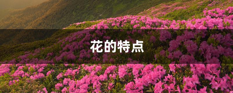 花的特点 花的特点