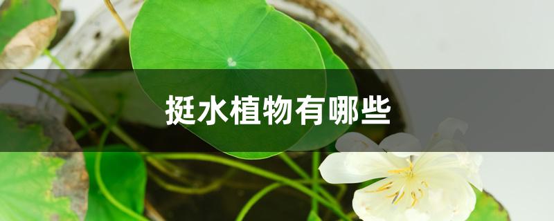 挺水植物有哪些 挺水植物有哪些