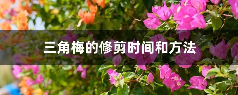 三角梅的修剪时间和方法 三角梅的修剪时间和方法