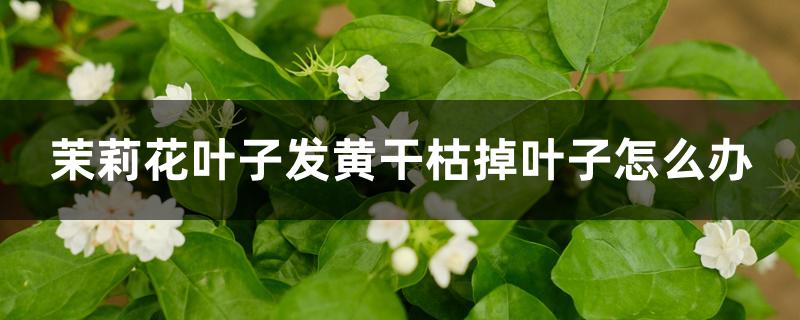 茉莉花叶子发黄干枯掉叶子怎么办 茉莉花叶子发黄干枯掉叶子怎么办