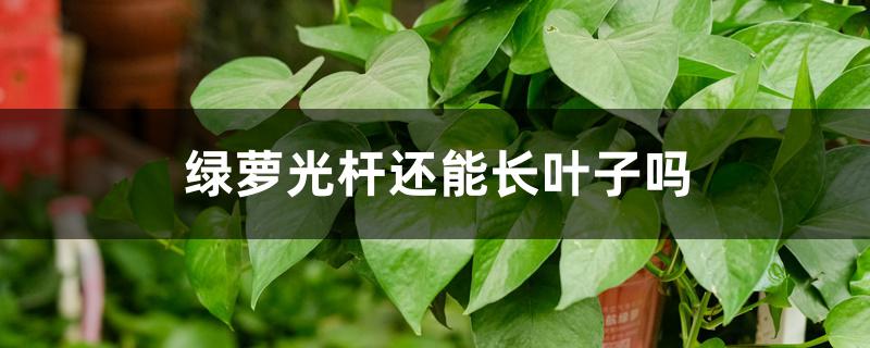 绿萝光杆还能长叶子吗 绿萝光杆还能长叶子吗