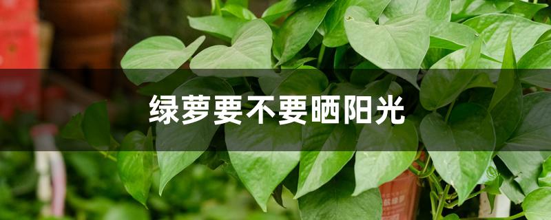 绿萝要不要晒阳光 绿萝要不要晒阳光