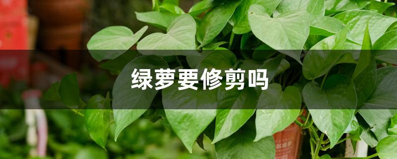 绿萝要修剪吗 绿萝要修剪吗