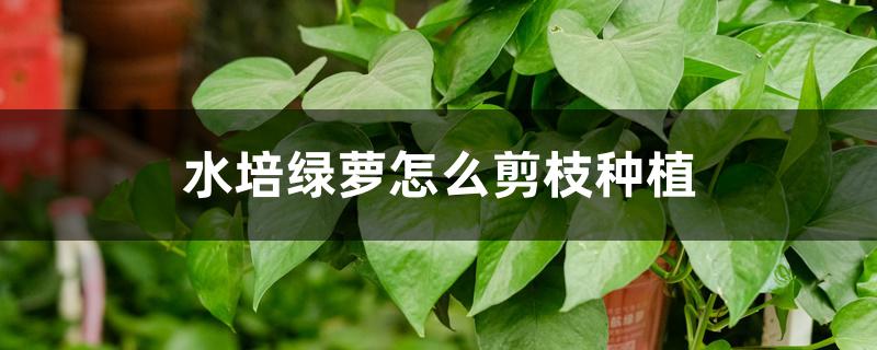 水培绿萝怎么剪枝种植 水培绿萝怎么剪枝种植
