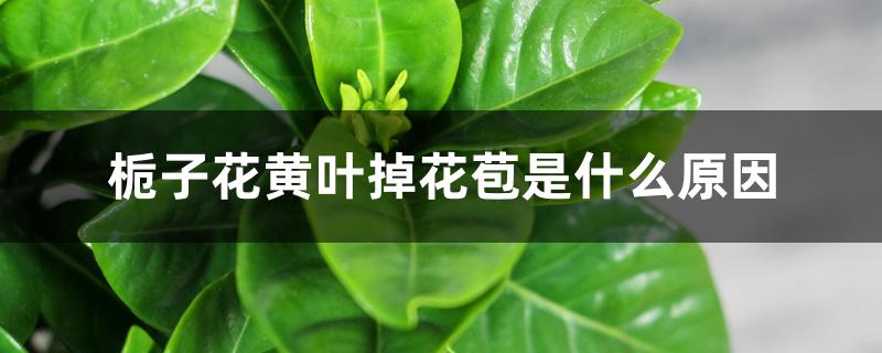 栀子花黄叶掉花苞是什么原因 栀子花黄叶掉花苞是什么原因