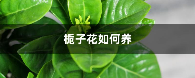 栀子花如何养 栀子花如何养