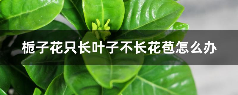 栀子花只长叶子不长花苞怎么办 栀子花只长叶子不长花苞怎么办