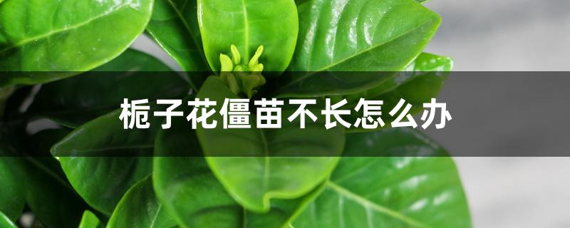 栀子花僵苗不长怎么办 栀子花僵苗不长怎么办