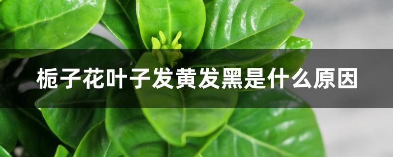 栀子花叶子发黄发黑是什么原因 栀子花叶子发黄发黑是什么原因