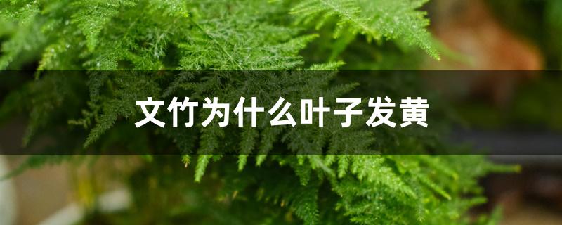 文竹为什么叶子发黄 文竹为什么叶子发黄