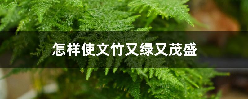 怎样使文竹又绿又茂盛 怎样使文竹又绿又茂盛